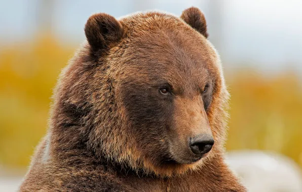 Picture face, portrait, bear, beast, grizzly