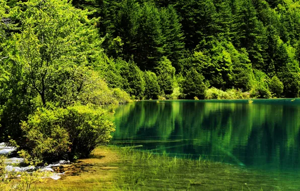 Greens, trees, lake, Park, China, Jiuzhaigou National Park