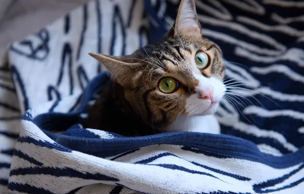 Cat, cat, look, face, comfort, heat, grey, stay