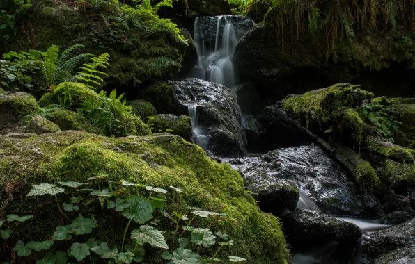 Picture forest, stream, stones, CA, USA, Trillium Falls