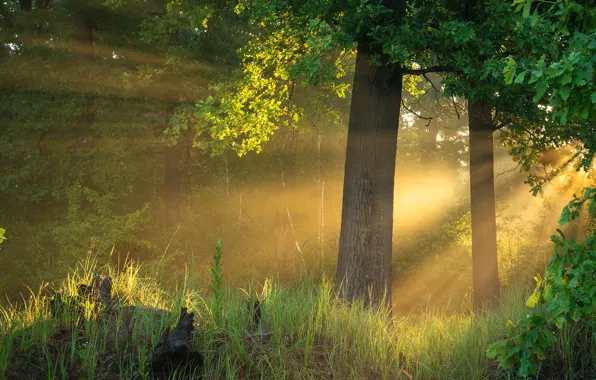 Picture greens, forest, grass, the sun, rays, light, trees, fog