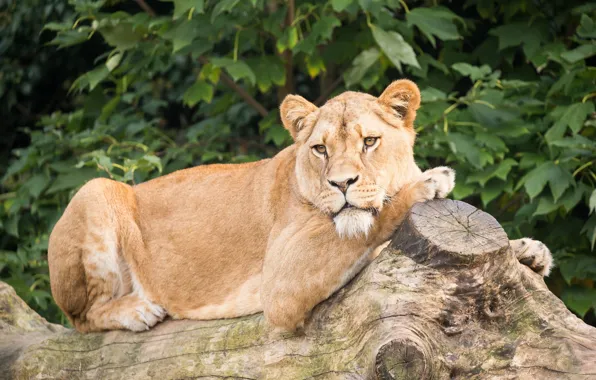 Look, animal, stay, girl, beauty, lioness