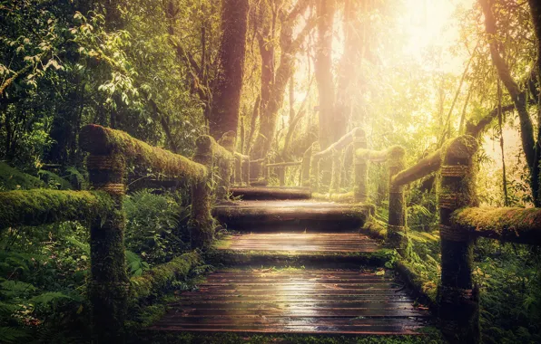 Picture leaves, light, trees, branches, bridge, thickets, moss, jungle