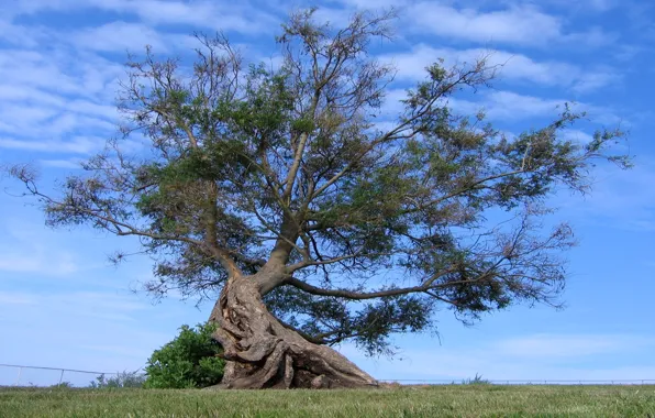 The sky, grass, clouds, trees, roots