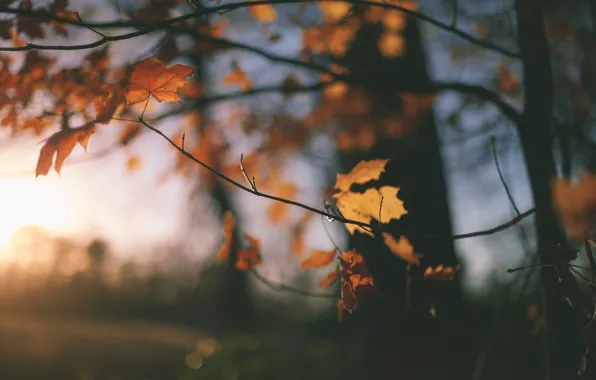Picture autumn, leaves, bokeh