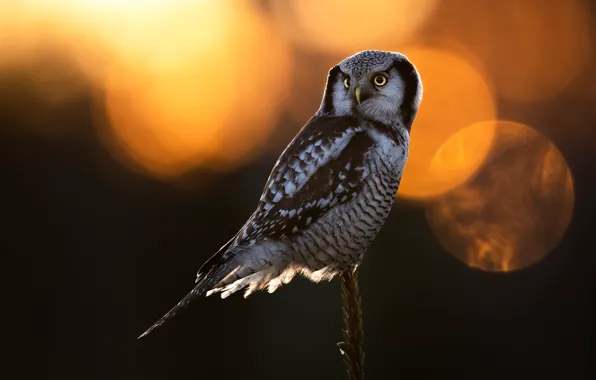 Look, the sun, light, sunset, nature, owl, bird, branch
