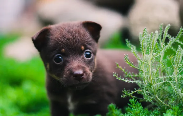 Dogs, puppies, I love it, mercy