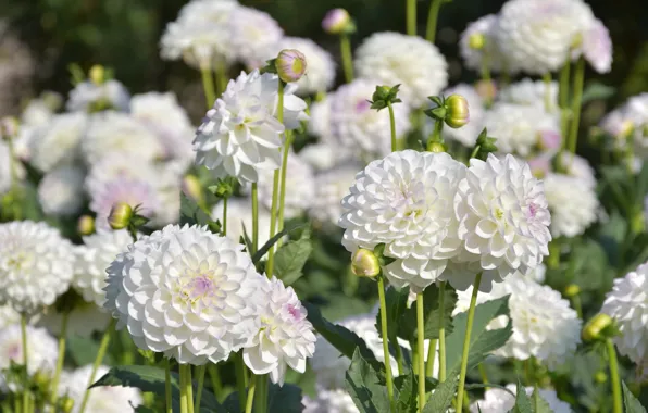 Flowers, white, dahlias