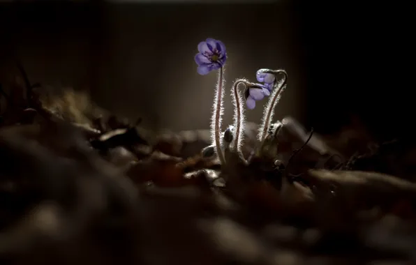 Flowers, nature, background