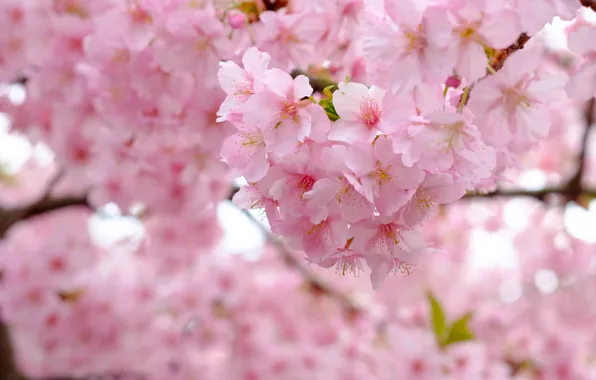 Branches, cherry, tree, spring, Sakura