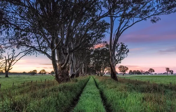 South Australia, Penola, Early Morning Light, Wheel Tracks