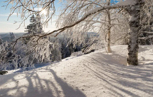 Winter, forest, the sun, light, snow, trees, mountains, branches