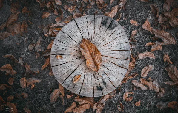 Picture abstract, forest, nature, wood, texture, art, autumn, pattern