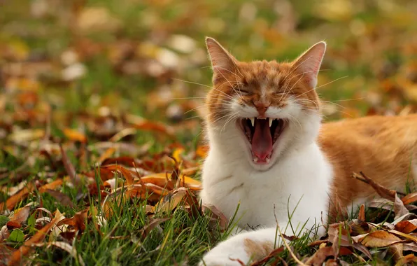 Picture grass, cat, mustache, red, muzzle, yawns
