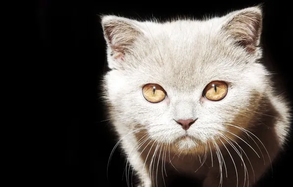 Eyes, cat, mustache, face, light, shadow, wool, nose