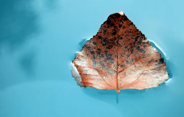 Water, macro, photo, Wallpaper for desktop, leaf