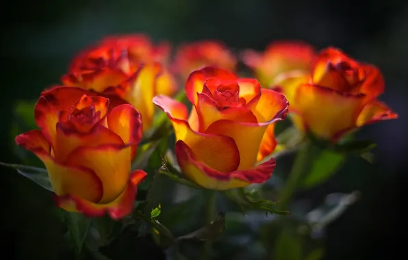 Roses, blur, buds