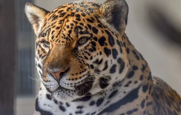 Picture face, portrait, predator, Jaguar, wild cat, zoo