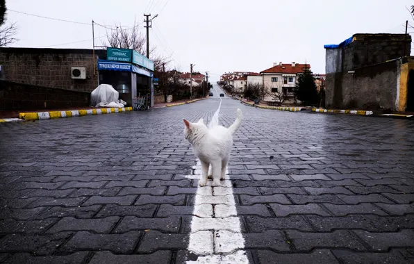 Cat, street, home, pavers, Cappadocia