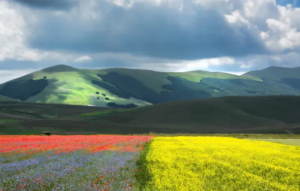Field, the sky, clouds, light, flowers, mountains, hills, the slopes