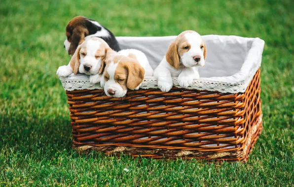 Picture basket, puppies, Beagle