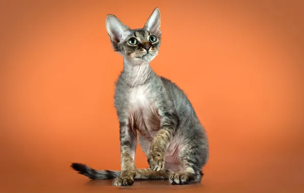 Cat, pose, kitty, orange background, sitting, foot, Sphinx, Cornish Rex