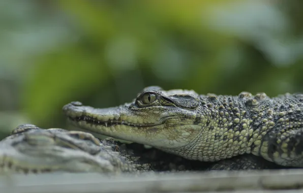 Look, face, crocodile, bokeh