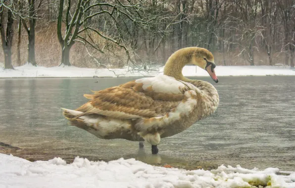 Winter, snow, trees, birds, pond, bird, shore, Swan