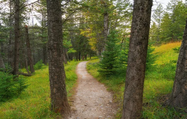 Picture road, forest, ate, track, path, pine