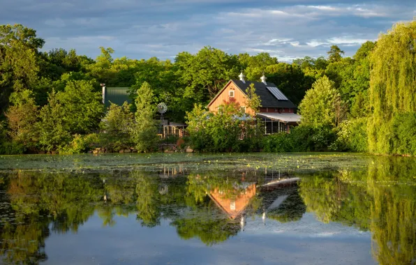 Picture greens, forest, summer, the sky, water, the sun, clouds, trees