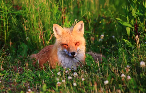 Wallpaper nature, Fox, lies images for desktop, section животные - download