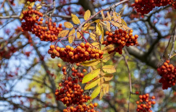Picture autumn, leaves, branches, red, nature, berries, fruit, a lot