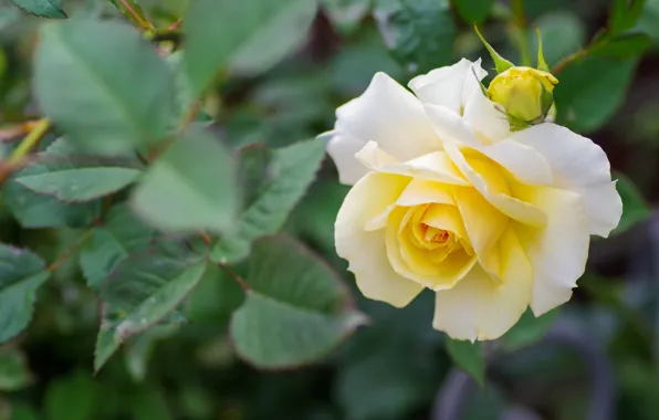 Flower, rose, yellow