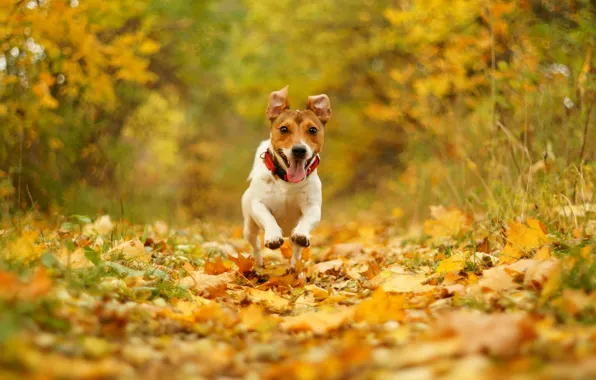 Autumn, joy, nature, foliage, speed, dog, running, mouth