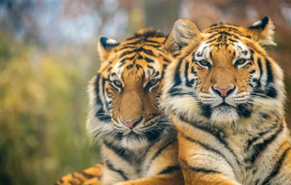 Predators, pair, tigers