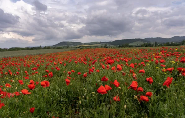 Field, summer, the sky, landscape, flowers, nature, Maki, meadow