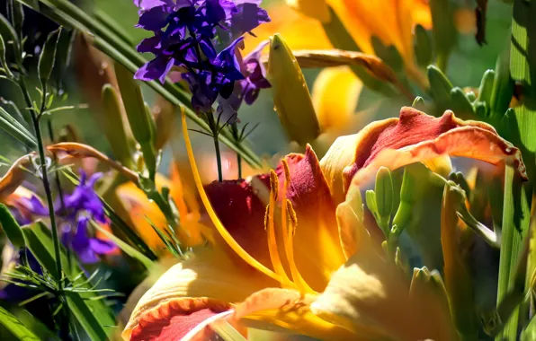 Flower, leaves, macro, light, flowers, stems, Lily, Lily