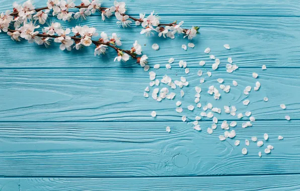 Picture flowers, branches, spring, petals, flowering, blue background