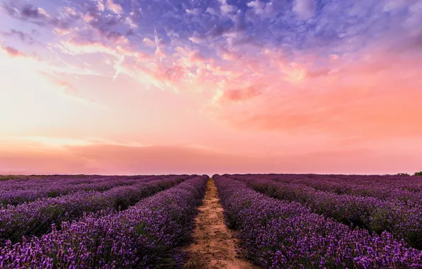 Picture field, sunset, flowers, glow, lavender