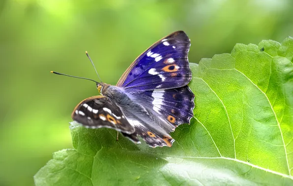 Leaves, microsemi, butterfly, wings, insect, beautiful, closeup