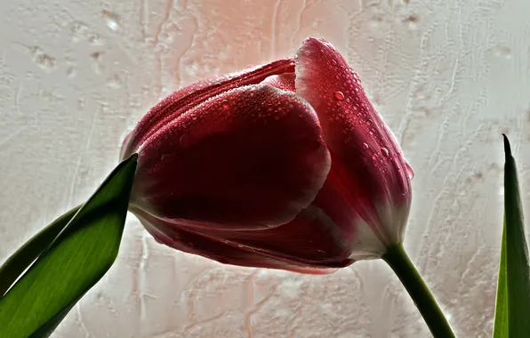 Flowers, nature, tulips