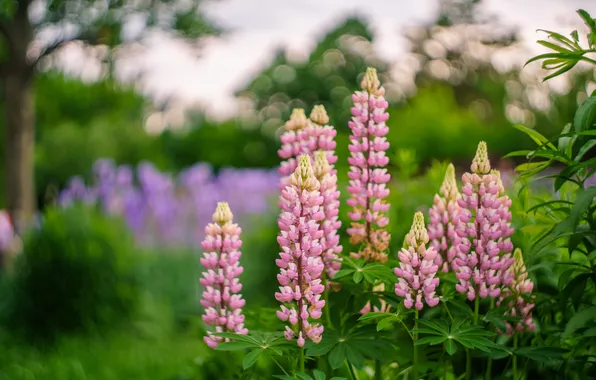 Picture inflorescence, bokeh, Lupin