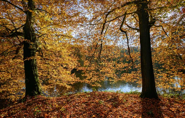 Picture autumn, leaves, the sun, trees, branches, Park, river, yellow