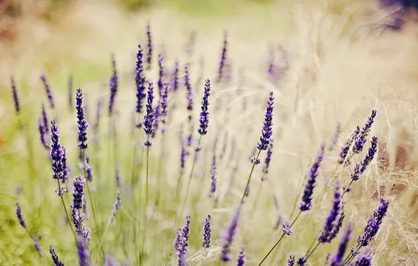 Picture field, grass, flowers, lavender