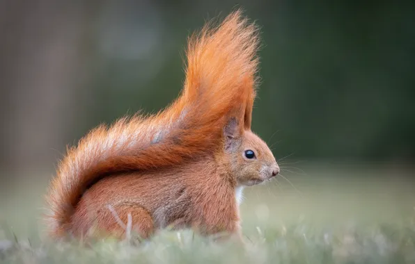 Background, protein, tail, red