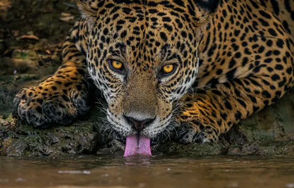 Picture language, face, Jaguar, drink