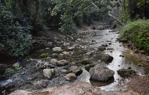 Nature, Green, Water, Wild, River, Forest, Israel, Nofilter