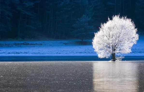 Ice, winter, frost, forest, lake, tree, France, Provence-Alpes-Cote d'azur