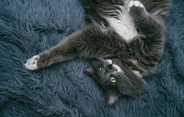 Cat, cat, look, pose, grey, paws, fluffy, lies