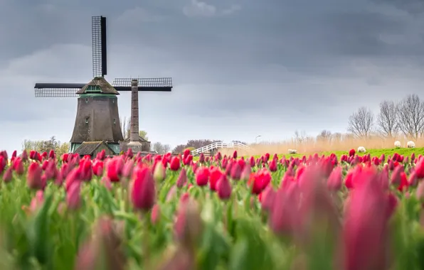 Field, flowers, spring, tulips, Netherlands